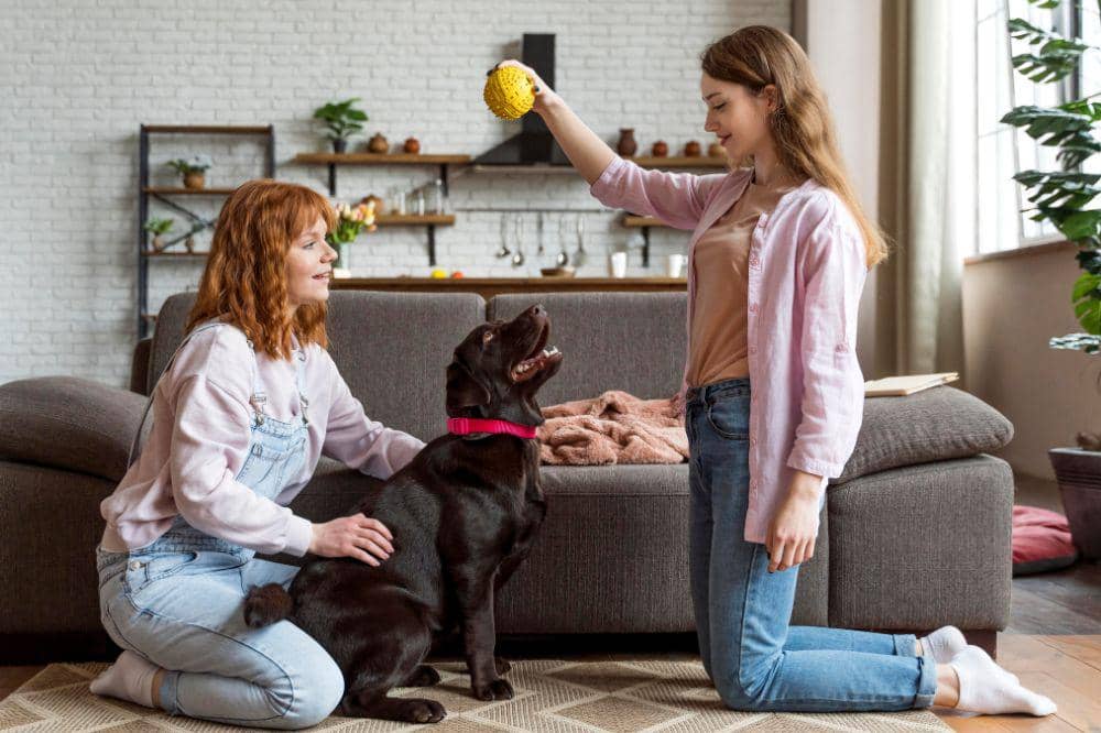 Cara Menciptakan Rumah yang Ramah Hewan Peliharaan