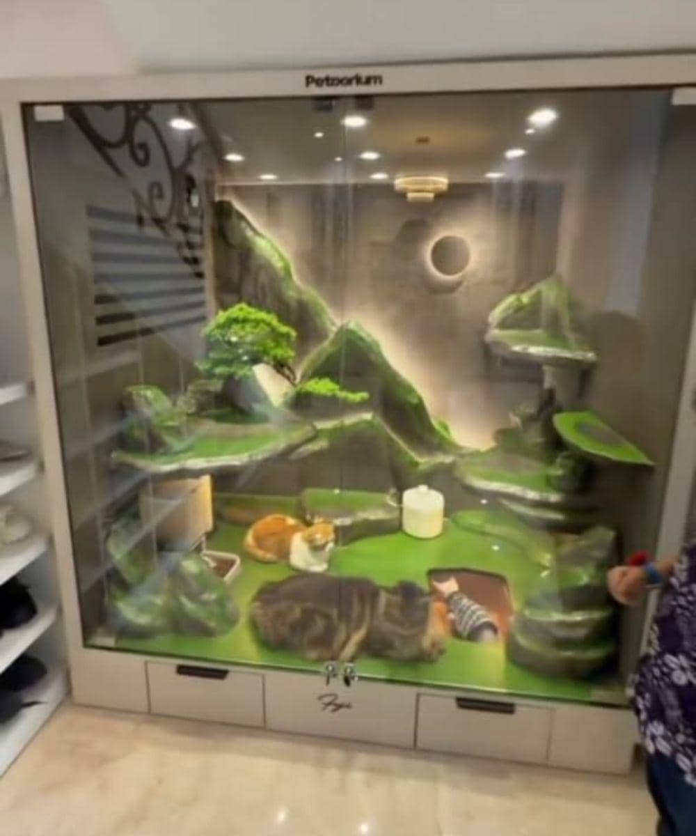 6 Foto Rumah Kucing Rachel Vennya dan Fuji 4