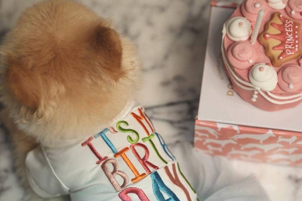 5 Foto Sabrina Chairunnisa Merayakan Ulang Tahun Anjingnya di New York 4