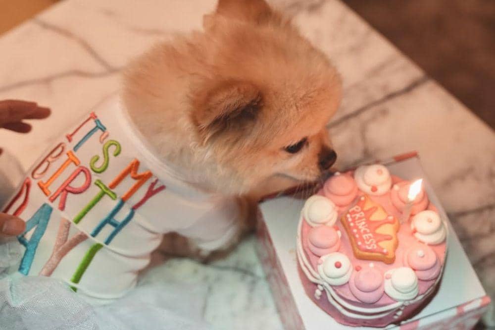 5 Foto Sabrina Chairunnisa Merayakan Ulang Tahun Anjingnya di New York 2