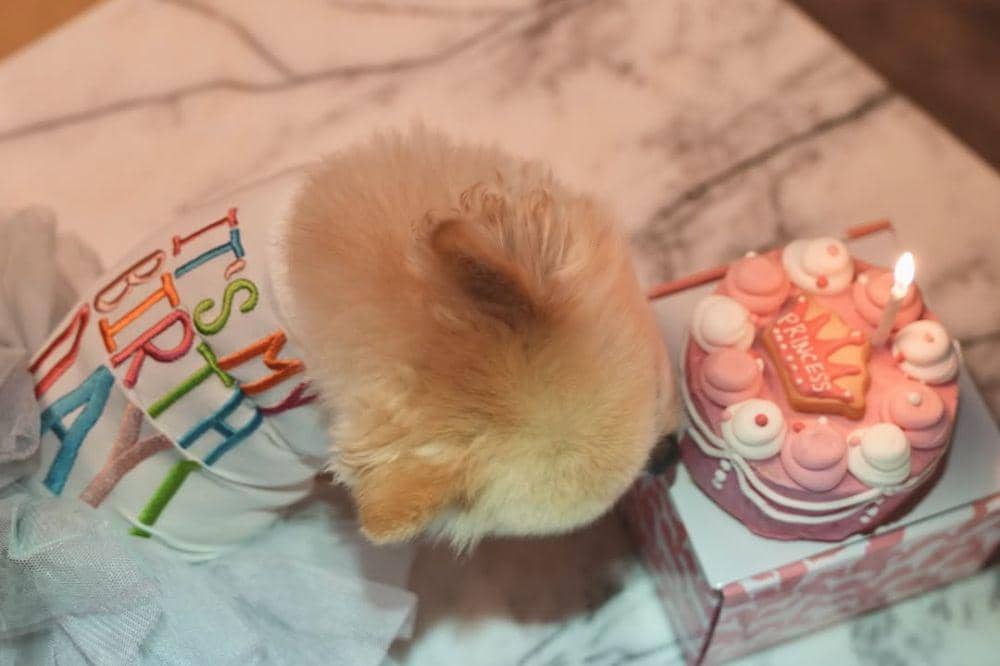 5 Foto Sabrina Chairunnisa Merayakan Ulang Tahun Anjingnya di New York 3