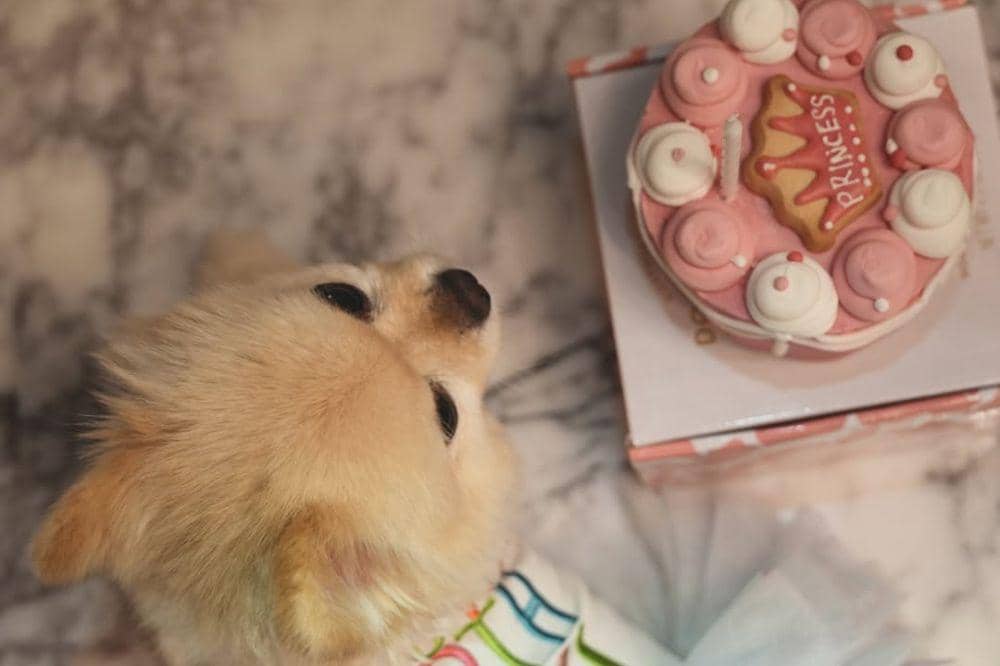 5 Foto Sabrina Chairunnisa Merayakan Ulang Tahun Anjingnya di New York 5