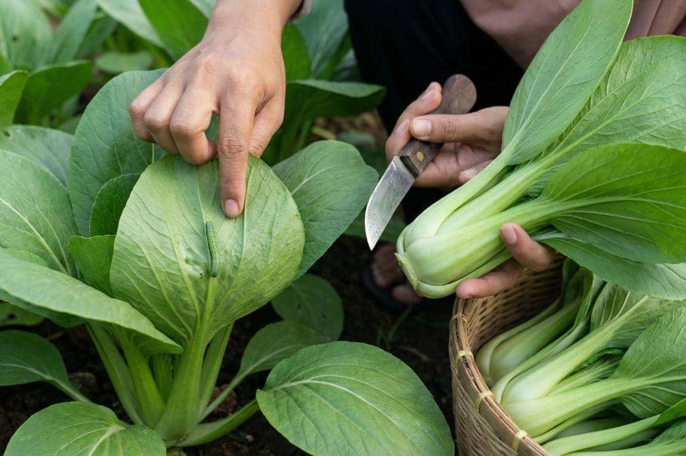 Cara Menanam Sawi Hijau