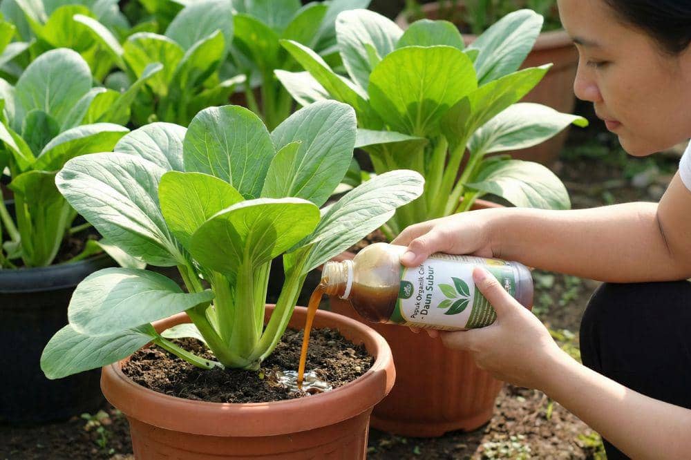 Cara Menanam Sawi Hijau