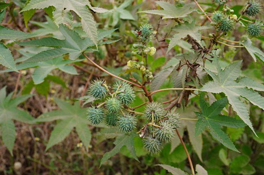 Cara Menggunakan Daun Jarak untuk Obat Hernia secara Tradisional