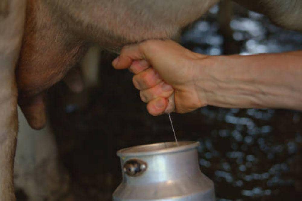 Begini Proses Menjaga Kualitas Susu yang Aman untuk Keluarga