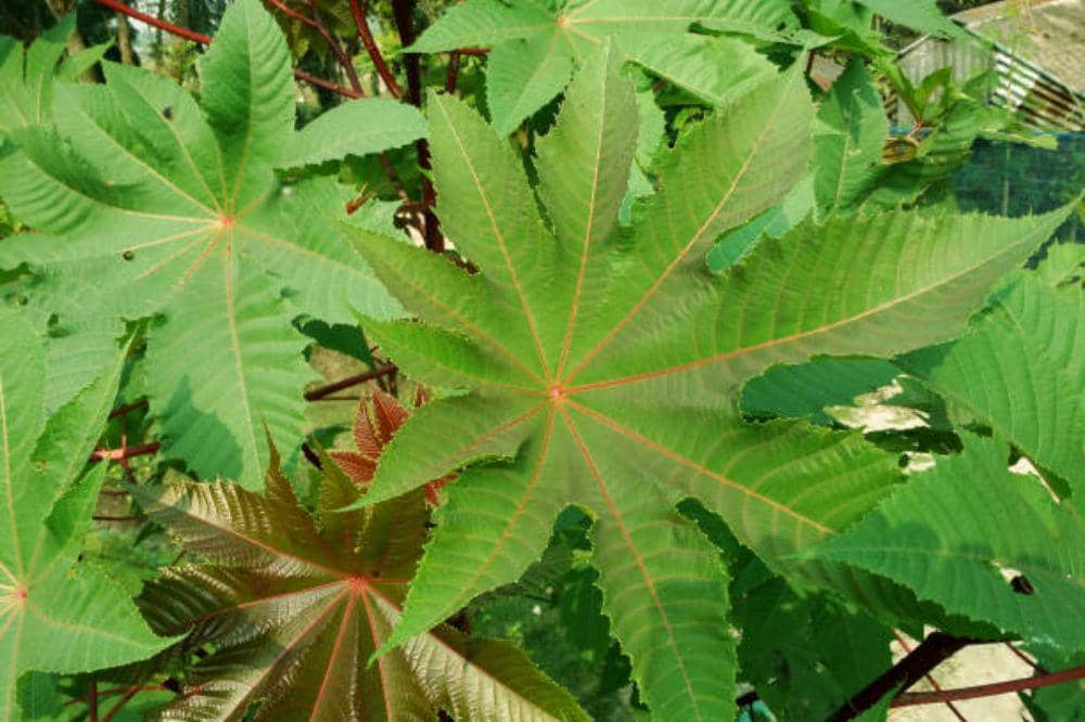 Cara Menggunakan Daun Jarak untuk Obat Hernia secara Tradisional