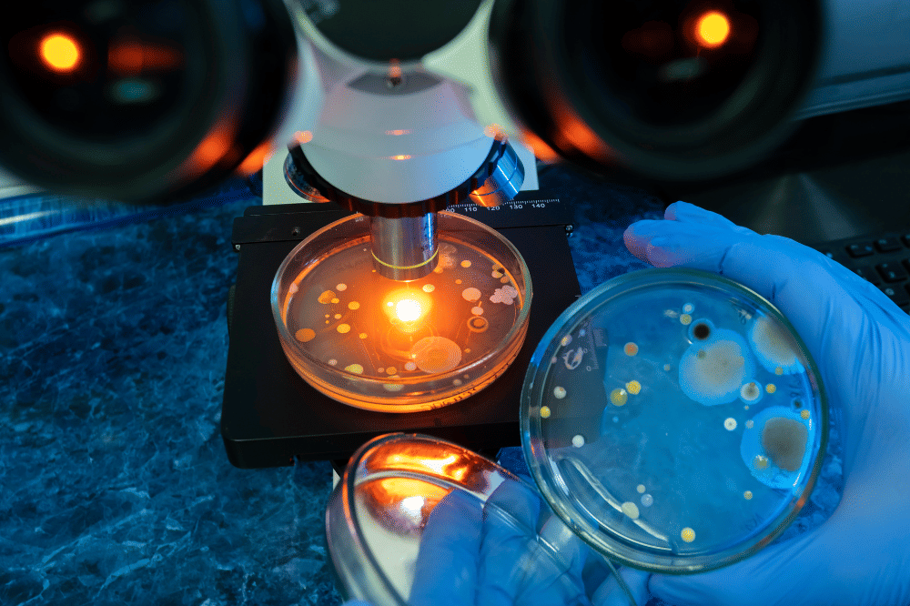 bakteri yang dilihat dengan mikroskop