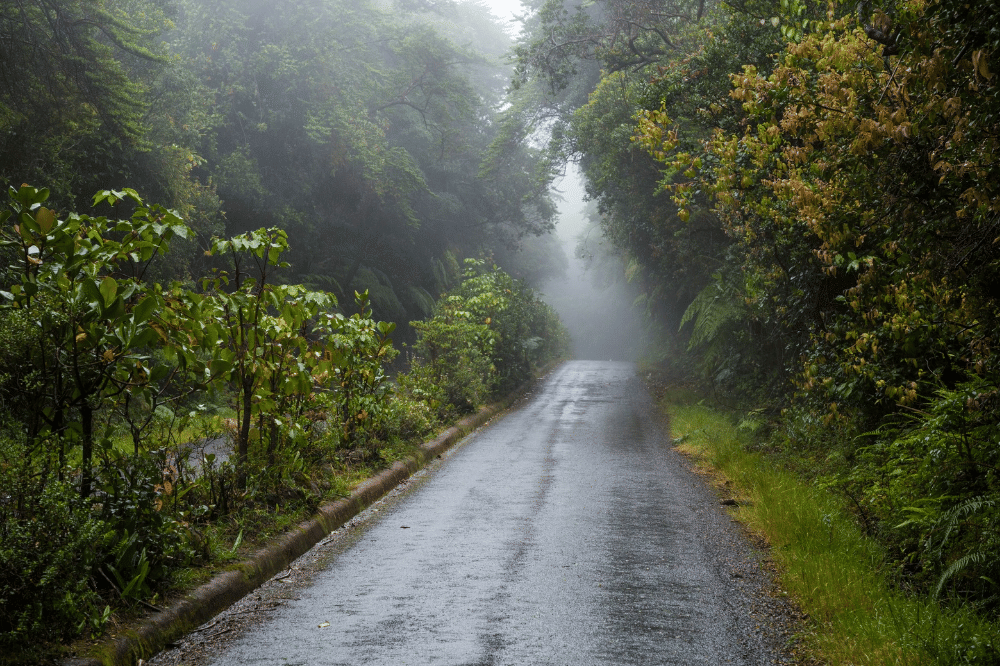 Tampak jalan dengan banyak pohon saat hujan turun