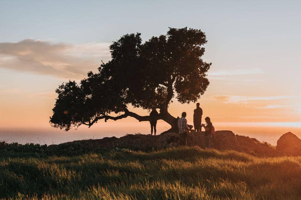 People near the tree on the shore during the sunset