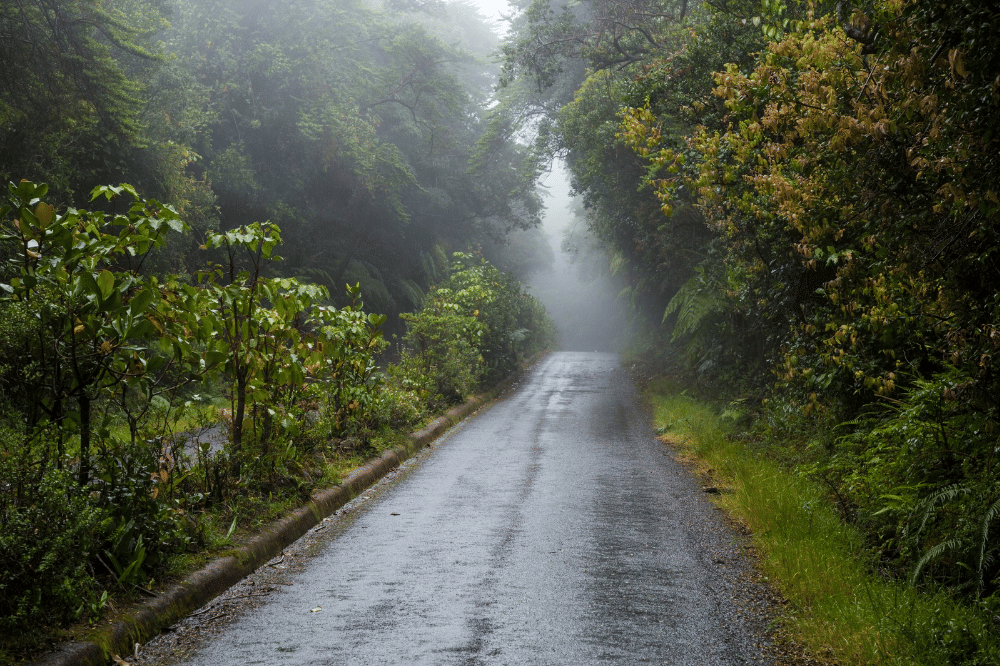 Tampak jalan dengan banyak pohon saat hujan turun
