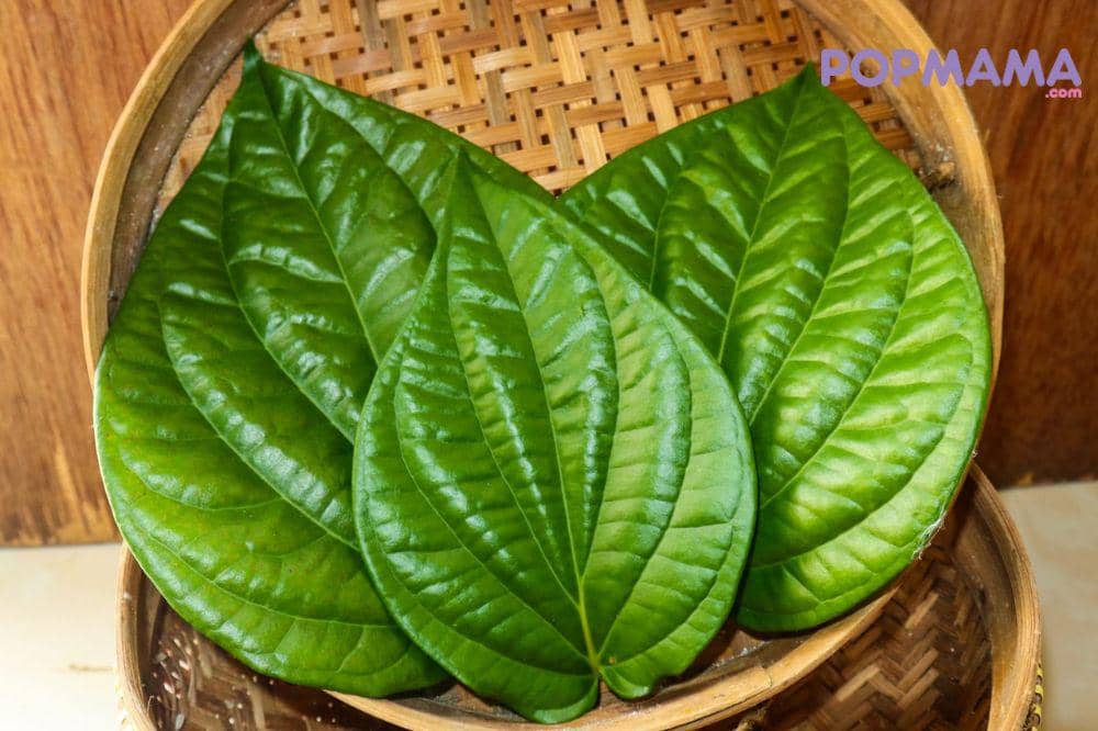 Banyak orang percaya daun sirih bisa menyembuhkan hernia, tetapi ini adalah mitos. Tidak ada bukti ilmiah yang menunjukkan tanaman herbal ini dapat menutup lubang otot atau memperbaiki jaringan ya.jpg