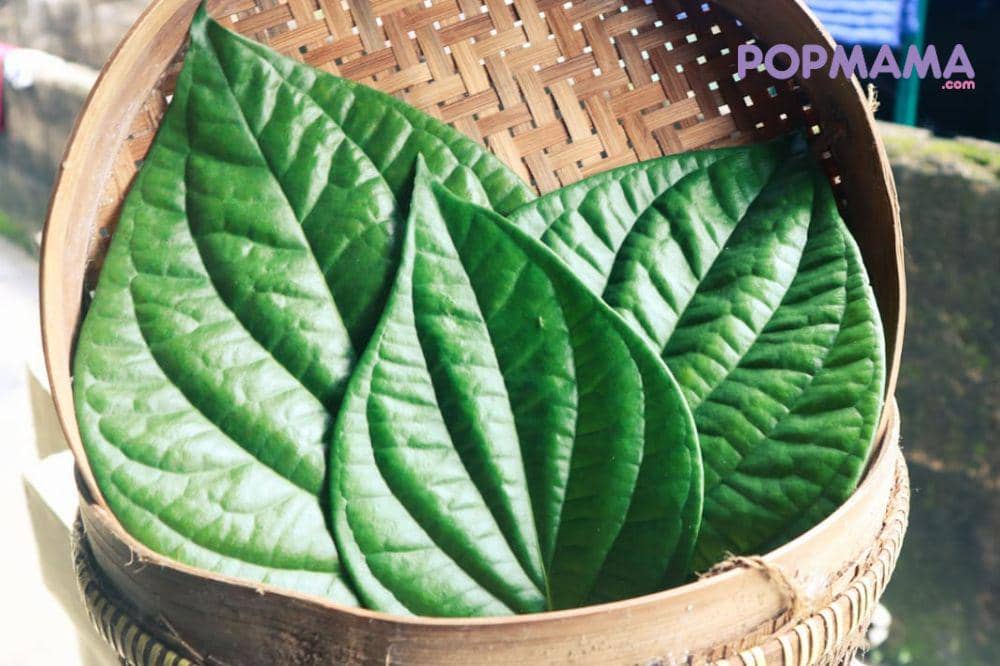 Banyak orang percaya daun sirih bisa menyembuhkan hernia, tetapi ini adalah mitos. Tidak ada bukti ilmiah yang menunjukkan tanaman herbal ini dapat menutup lubang otot atau memperbaiki jaringan ya (1).jpg