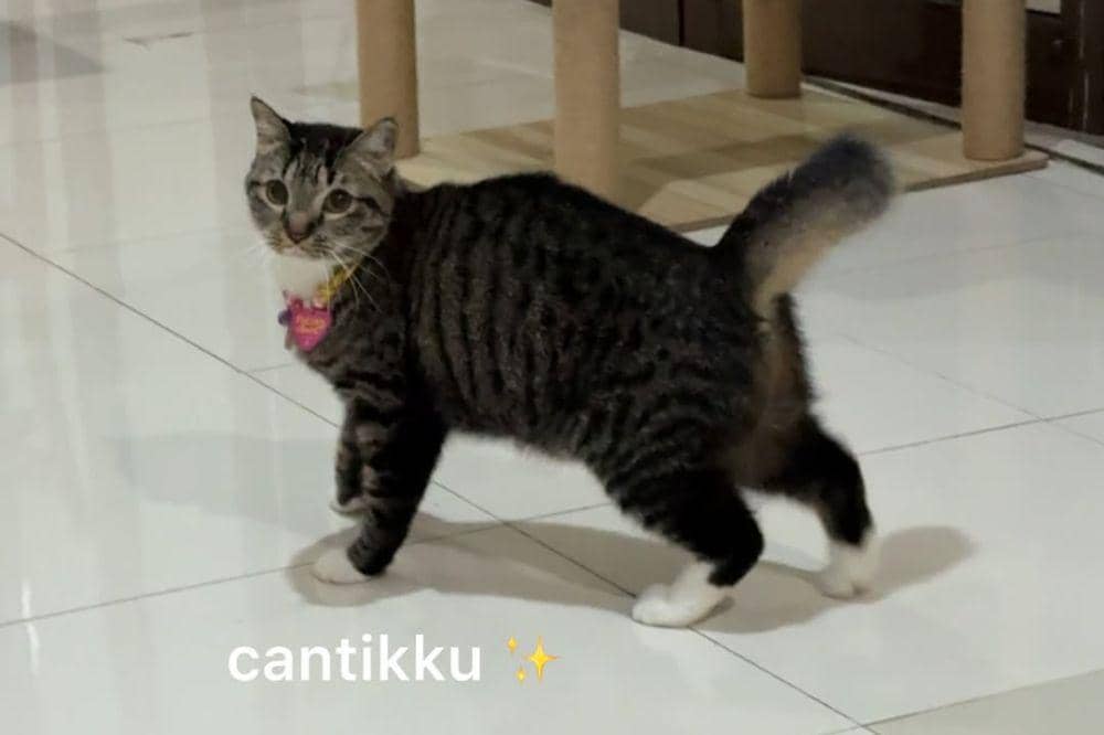 Kucingnya Pergi untuk Selamanya, Dayu Hatmanti Buat Pesan Sedih