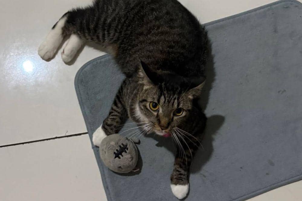 Kucingnya Pergi untuk Selamanya, Dayu Hatmanti Buat Pesan Sedih