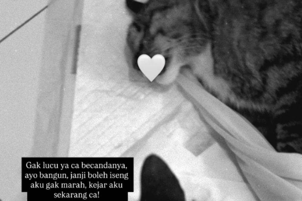 Kucingnya Pergi untuk Selamanya, Dayu Hatmanti Buat Pesan Sedih