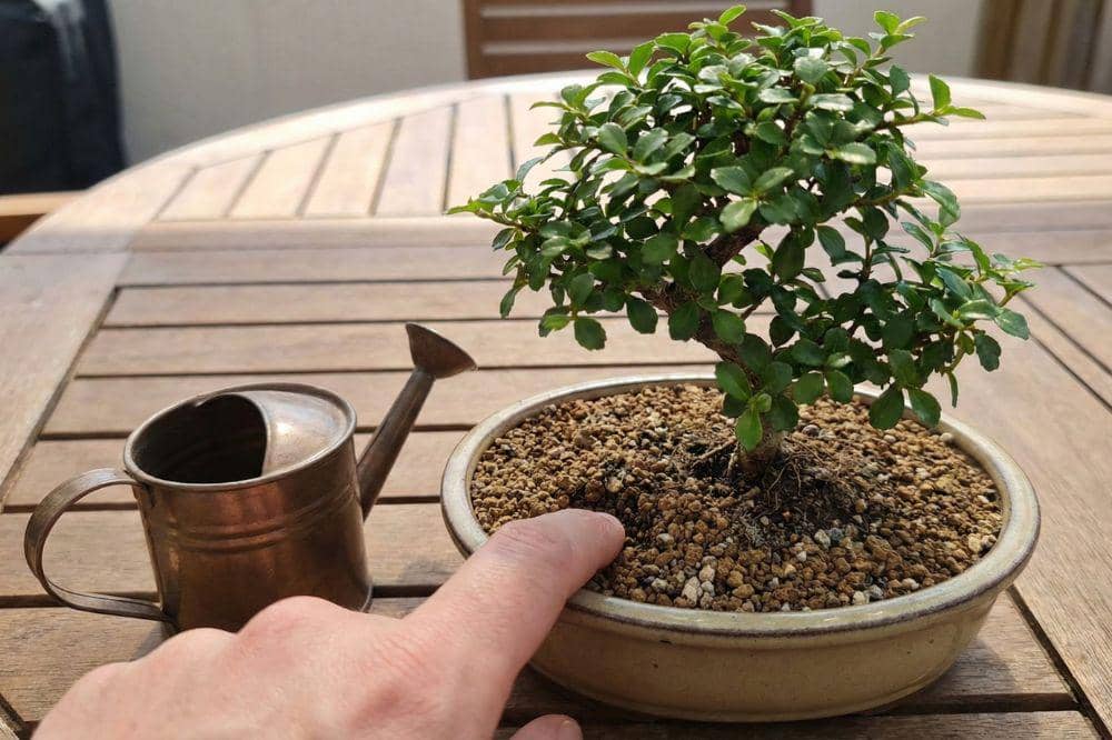 7 Cara Merawat Bonsai 1