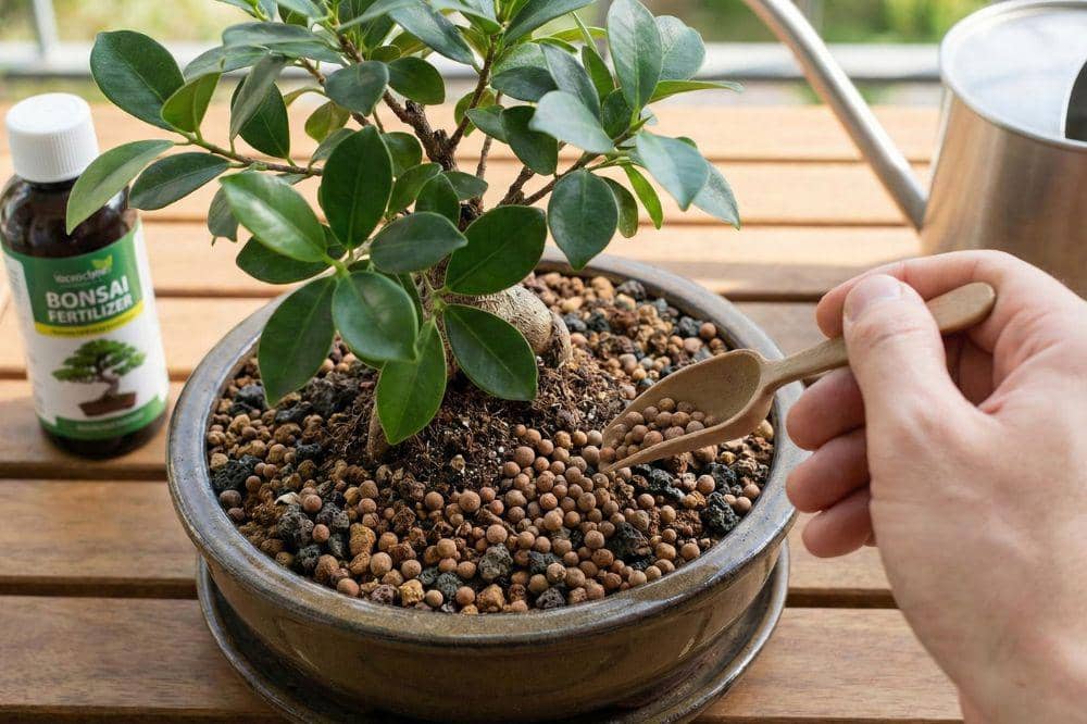 7 Cara Merawat Bonsai 4