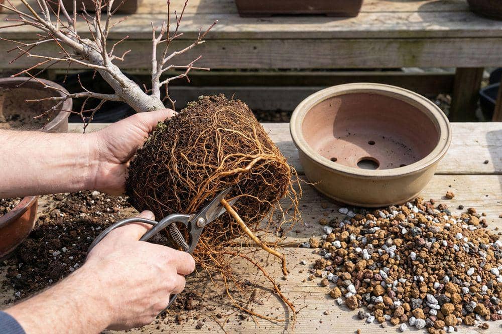 7 Cara Merawat Bonsai 5