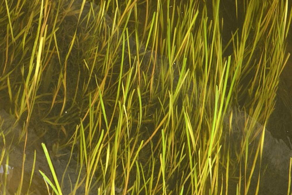 Tanaman Air yang Berumur Panjang