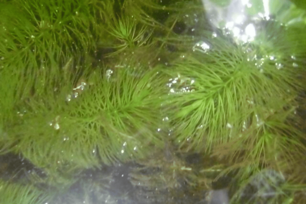 Tanaman Air yang Berumur Panjang