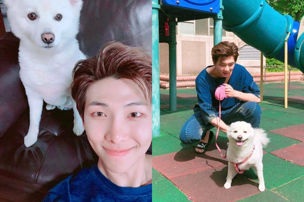 hewan peliharaan member BTS