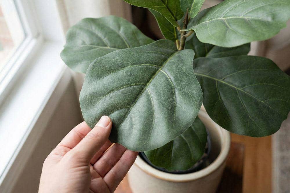 7 Tips Memilih Tanaman Palsu agar Terlihat Asli 1