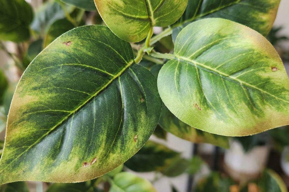 7 Tips Memilih Tanaman Palsu agar Terlihat Asli 2