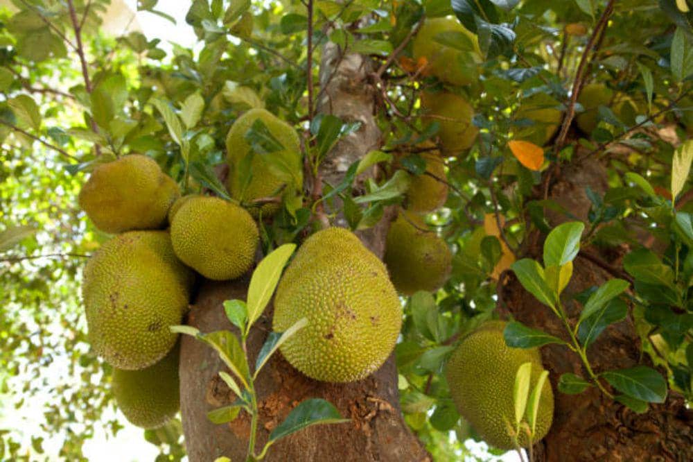 6 Cara Memilih Sukun yang Matang dan Bagus untuk Digoreng, Anti Alot!