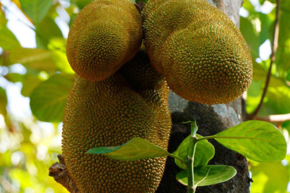 6 Cara Memilih Sukun yang Matang dan Bagus untuk Digoreng, Anti Alot!