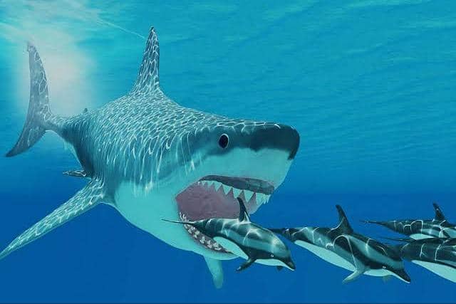 Fakta Megalodon, hiu raksasa yang hidup jutaan tahun lalu