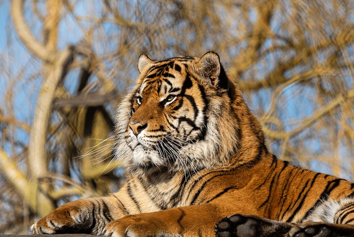 5 Satwa Ikonik Indonesia yang Terancam Punah, Ini Kondisi Terbarunya