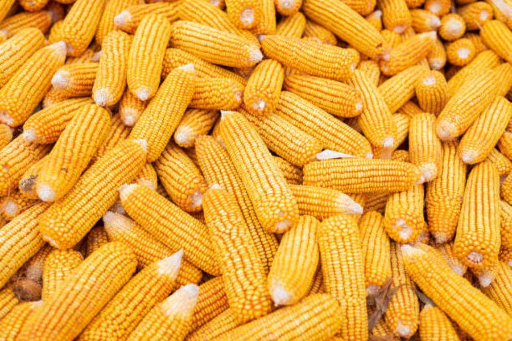 7 Pantangan Makan untuk Diet Golongan Darah O agar Tubuh Lebih Ringan