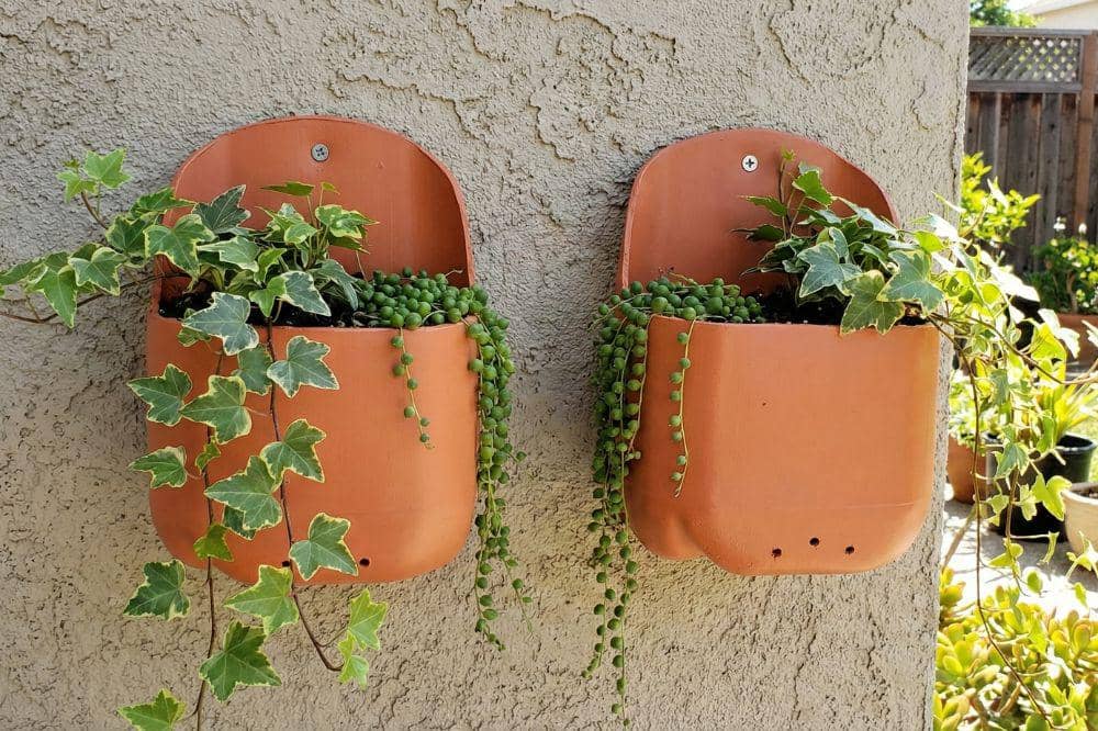 7 DIY Galon Bekas Air Mineral untuk Pot Tanaman 5