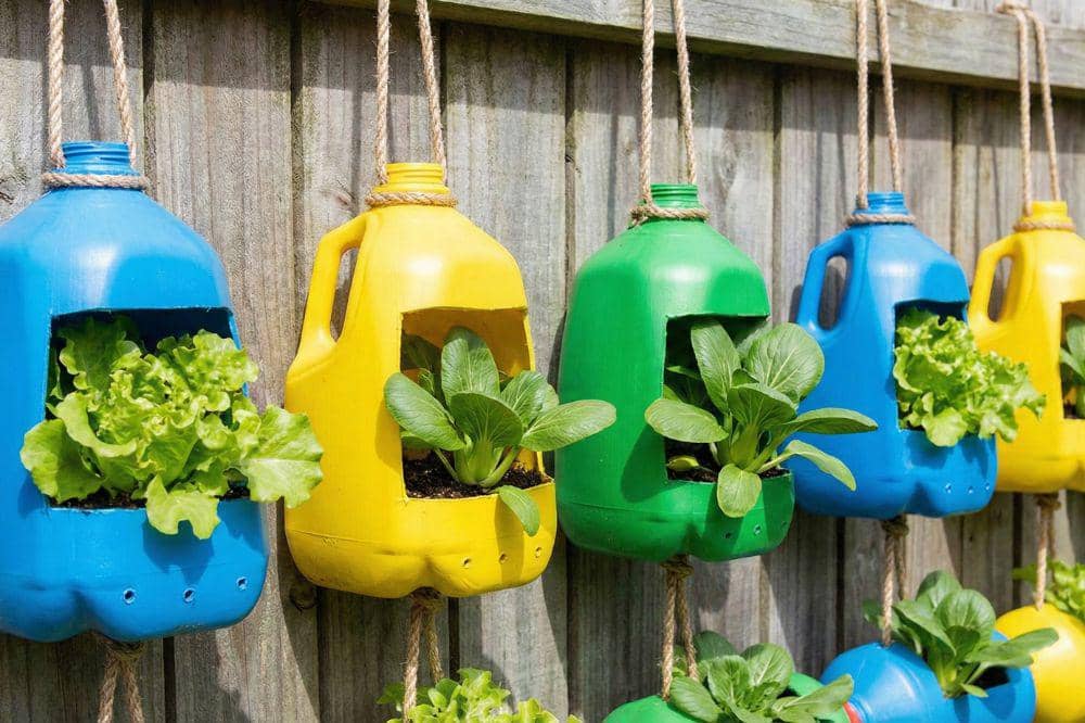 7 DIY Galon Bekas Air Mineral untuk Pot Tanaman 3