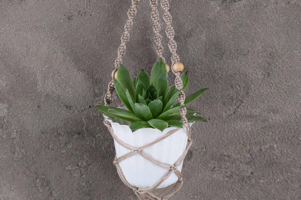 8 Tips Menanam Tanaman Gantung