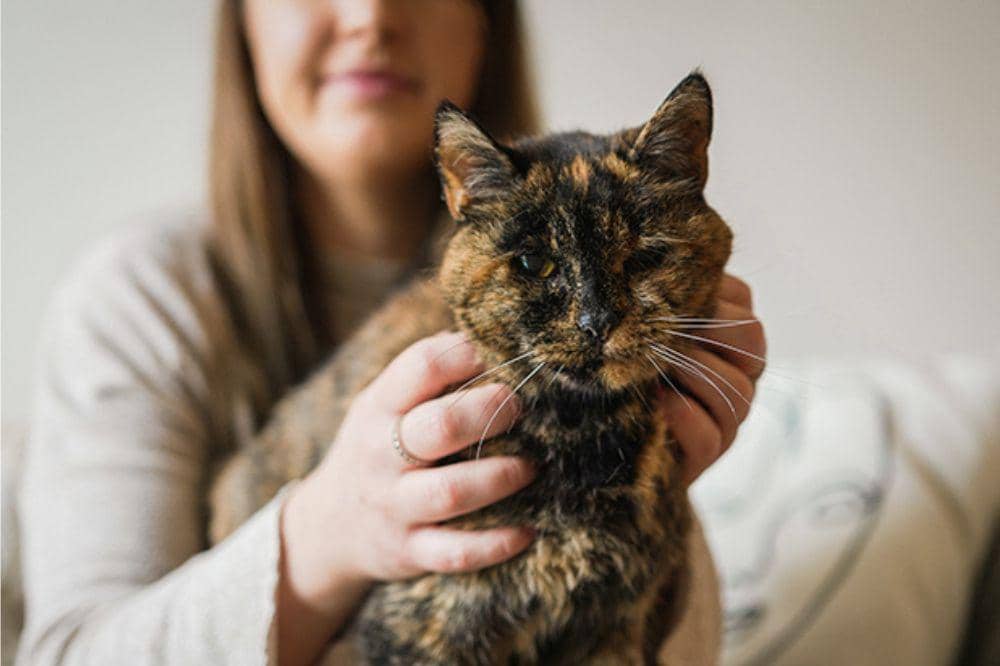 Genap 30 Tahun, Flossie Menjadi Kucing Tertua di Dunia