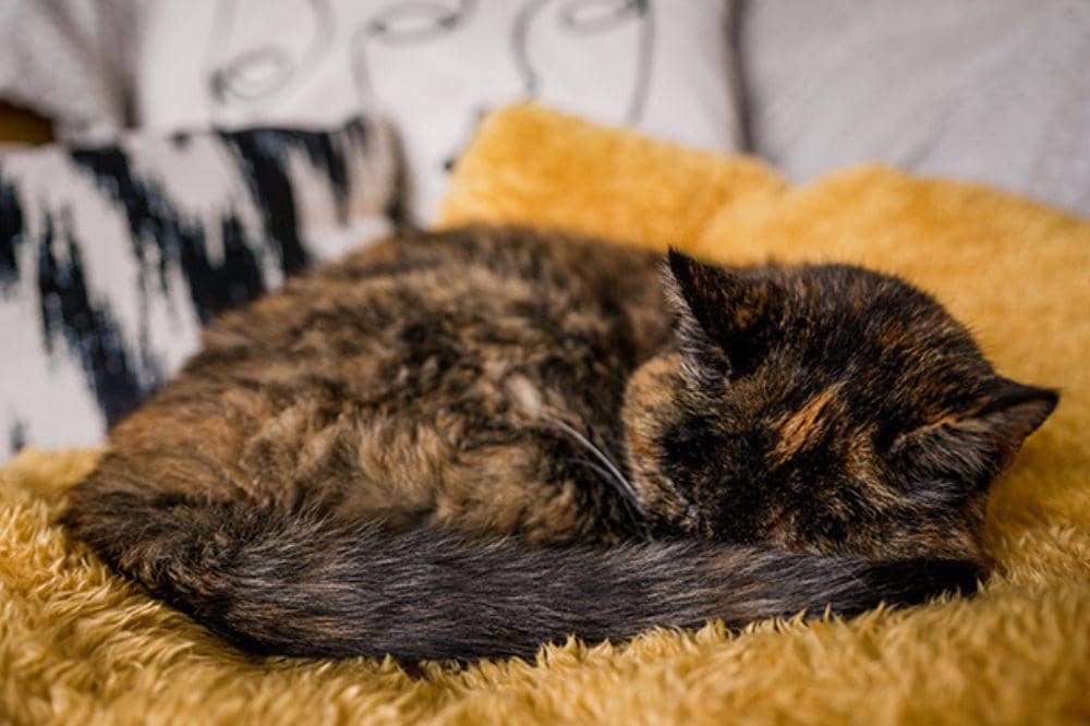 Genap 30 Tahun, Flossie Menjadi Kucing Tertua di Dunia