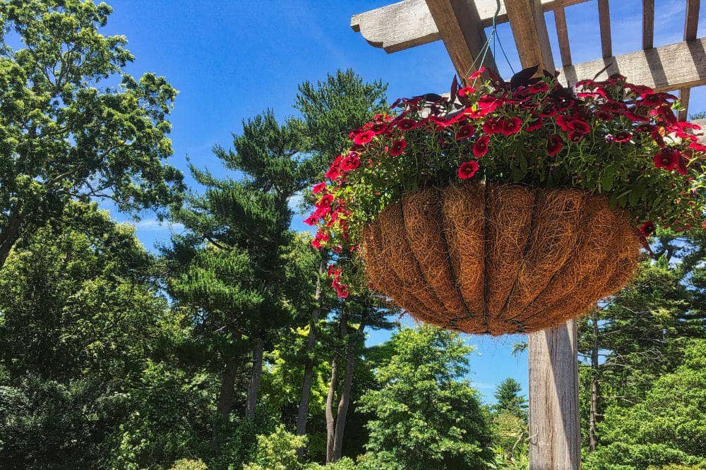 8 Tips Menanam Tanaman Gantung