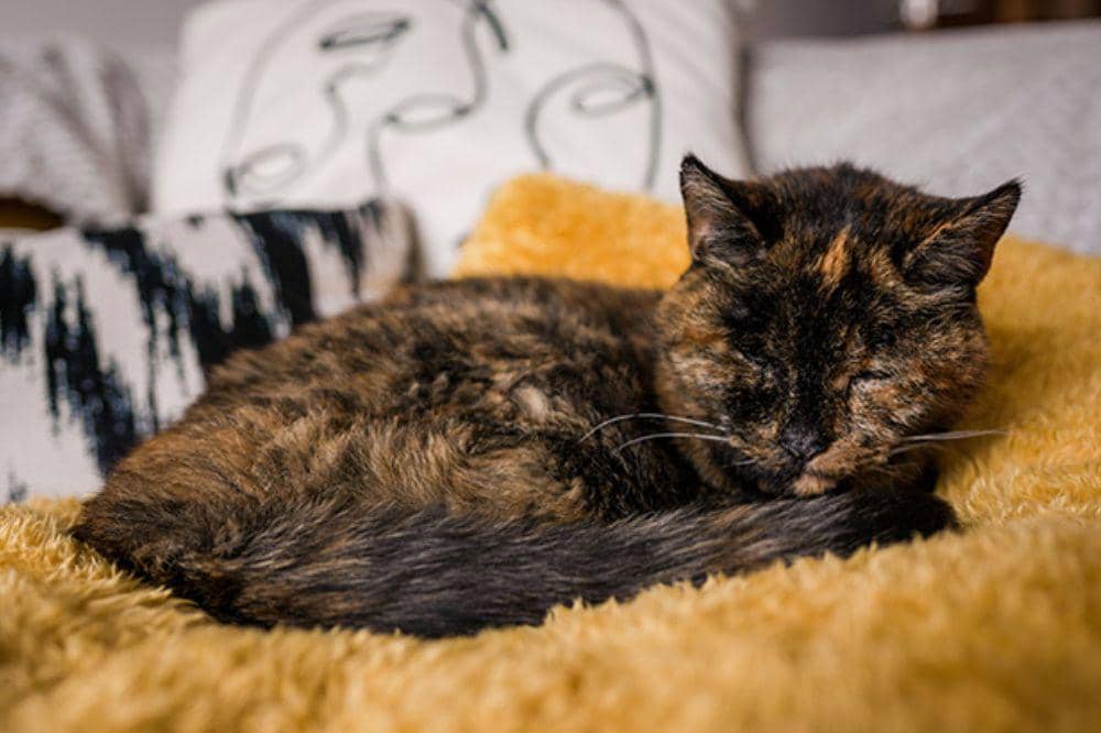 Genap 30 Tahun, Flossie Menjadi Kucing Tertua di Dunia