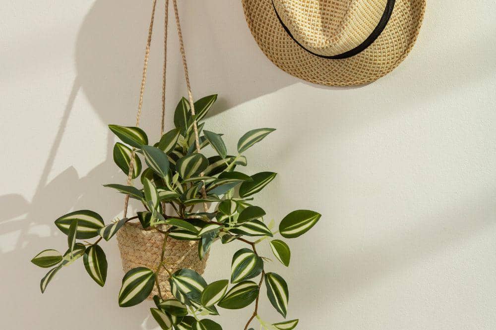 8 Tips Menanam Tanaman Gantung