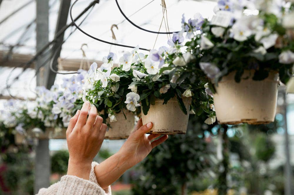 8 Tips Menanam Tanaman Gantung