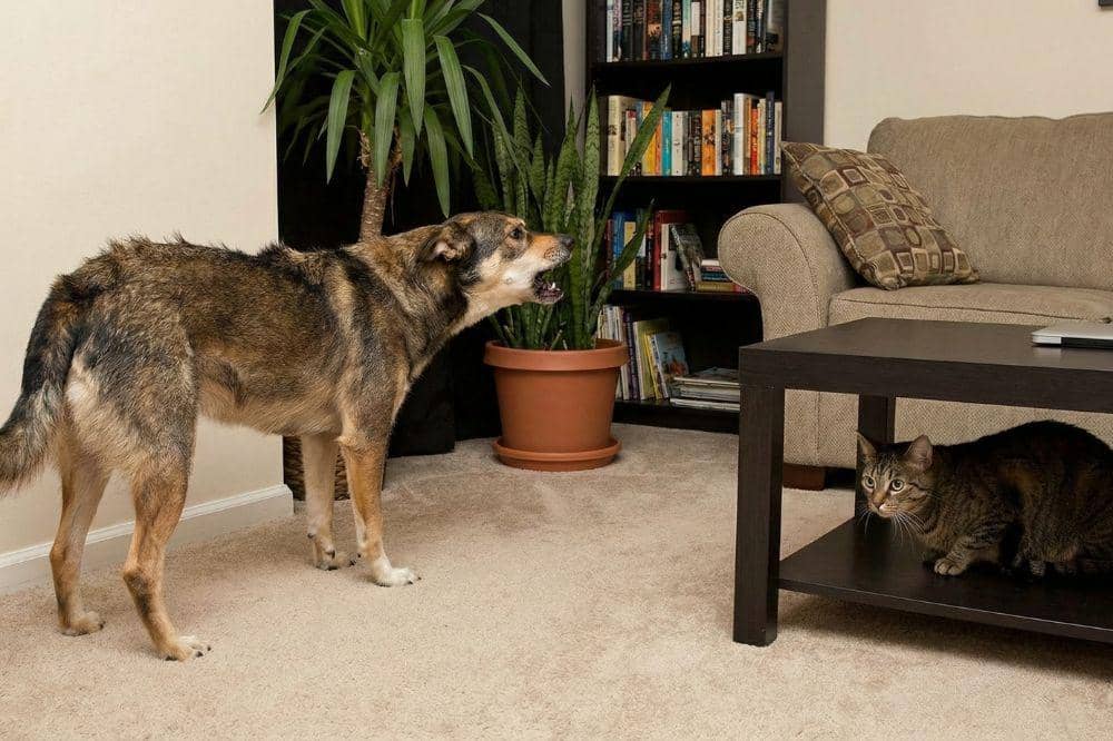 7 Tanda Ular Masuk Rumah 5