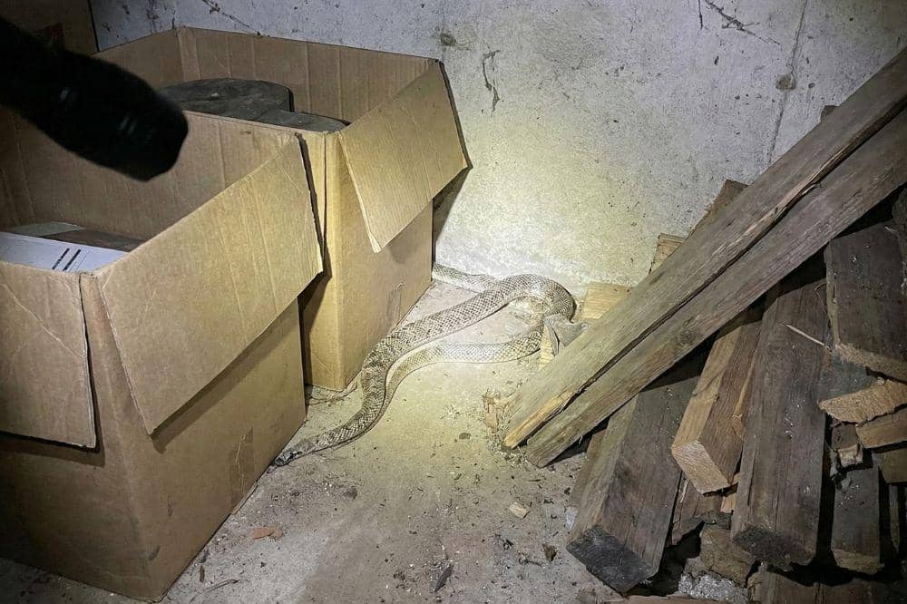 7 Tanda Ular Masuk Rumah COVER