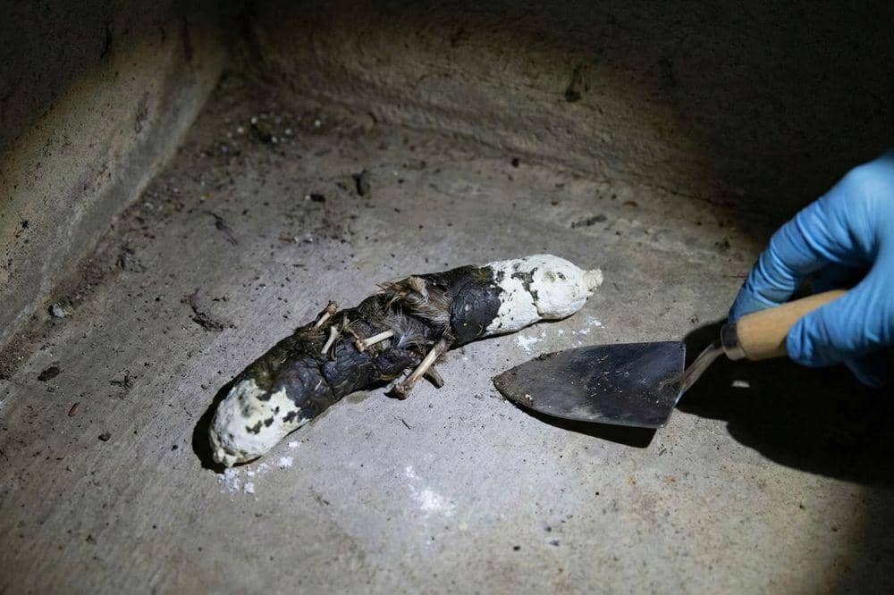 7 Tanda Ular Masuk Rumah 7