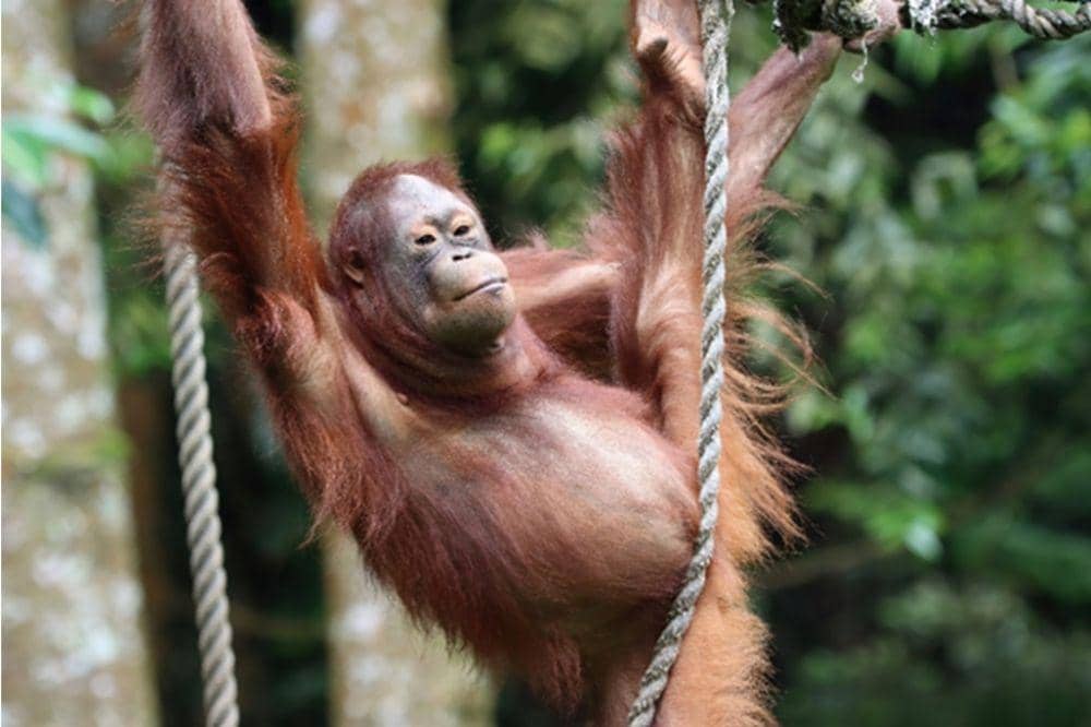 Orangutan