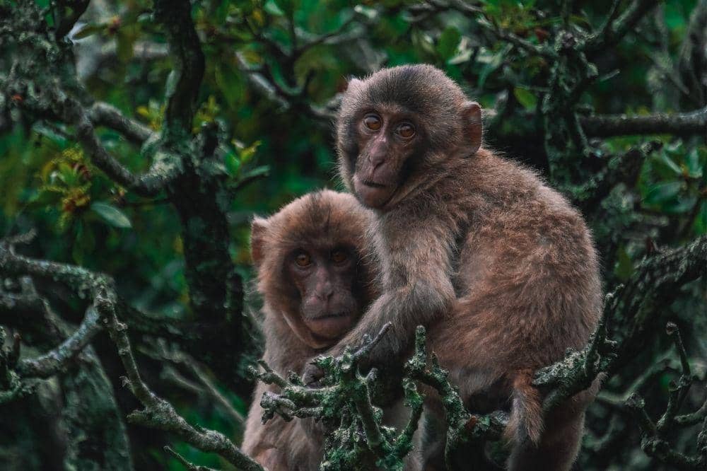 Monyet di hutan