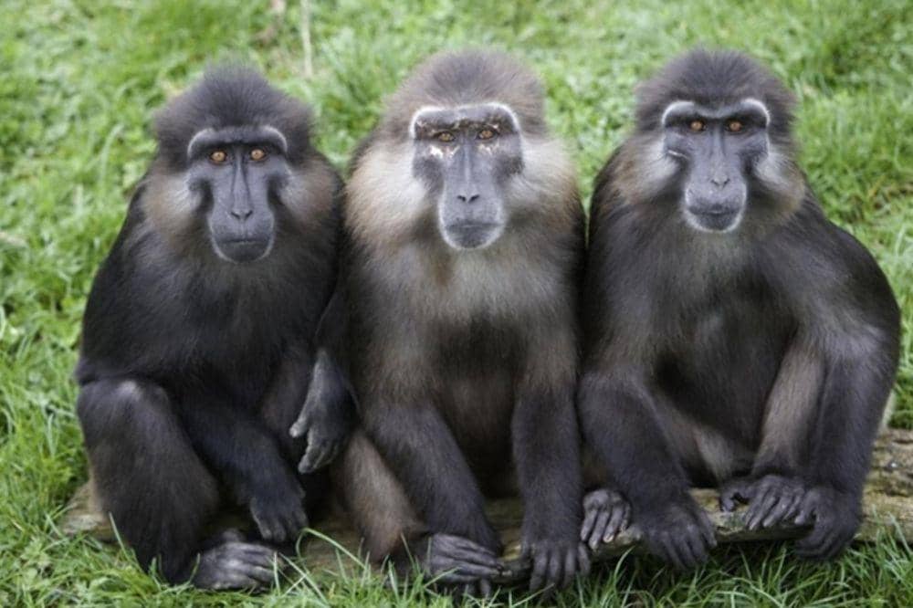 Macaca Tonkeana