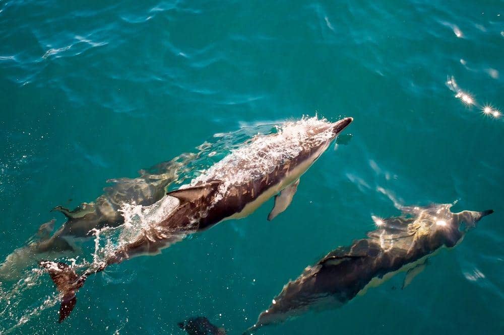 Lumba-lumba berenang di laut