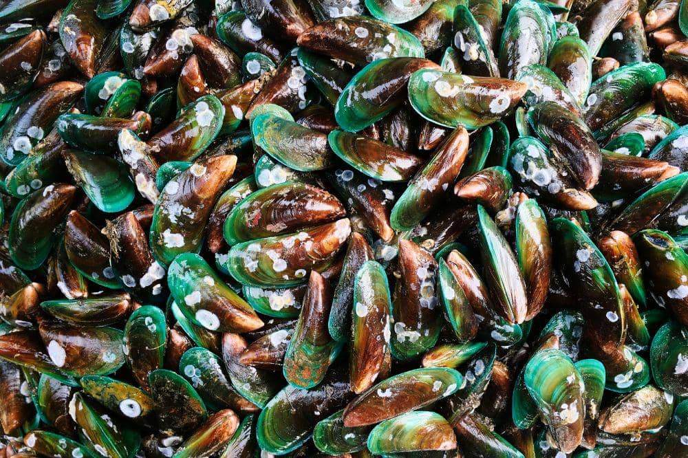 9 Cara Menyimpan Kerang Hijau